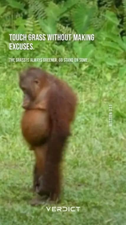 Verdict mission 31, "Touch grass without making excuses.", answered with an orangutan standing in long grass.