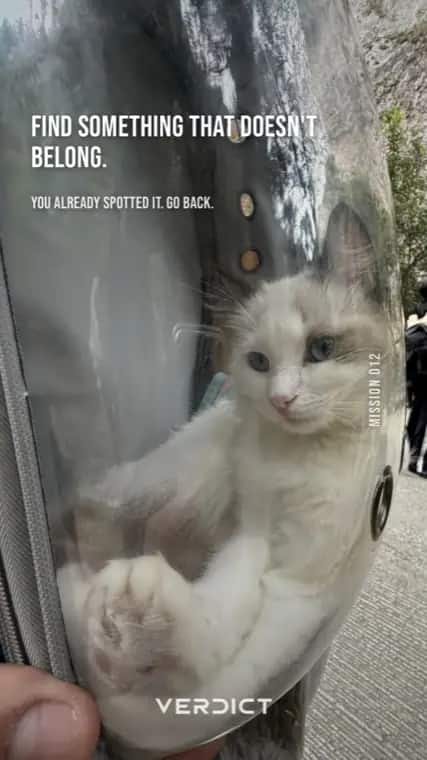 Verdict mission 12, "Find something that doesn't belong.", answered with a cat lying flat against a car windscreen.